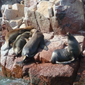 Cusco – Nazca Lines - Ballestas Island – Lima