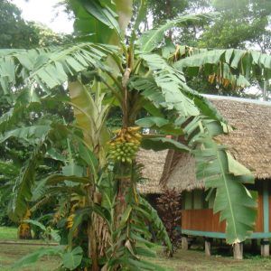 Rainforest Adventure Road Trip to the Upper Tambopata