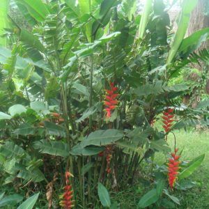 Rainforest Adventure Tour Road Trip to Upper Tambopata