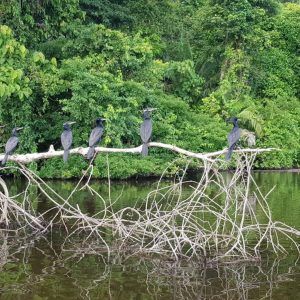 Amazon Expedition Tambopata- Macaws Clay Lick