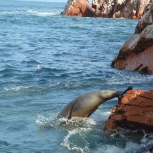 Lima – Ballestas Island - Paracas reserve – Nazca Lines – Cusco