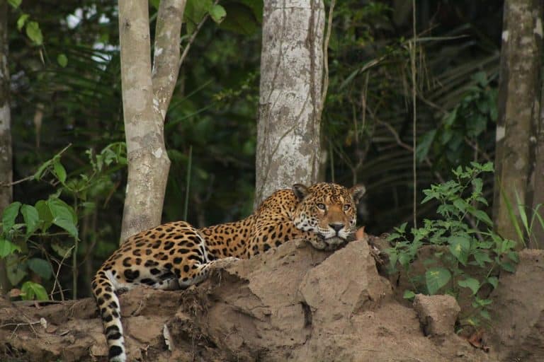 wasai-amazon-expedition-tambopata-003