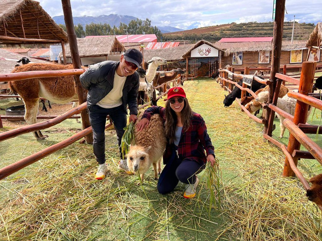 Awanakancha Camelids Alpacas And Llamas