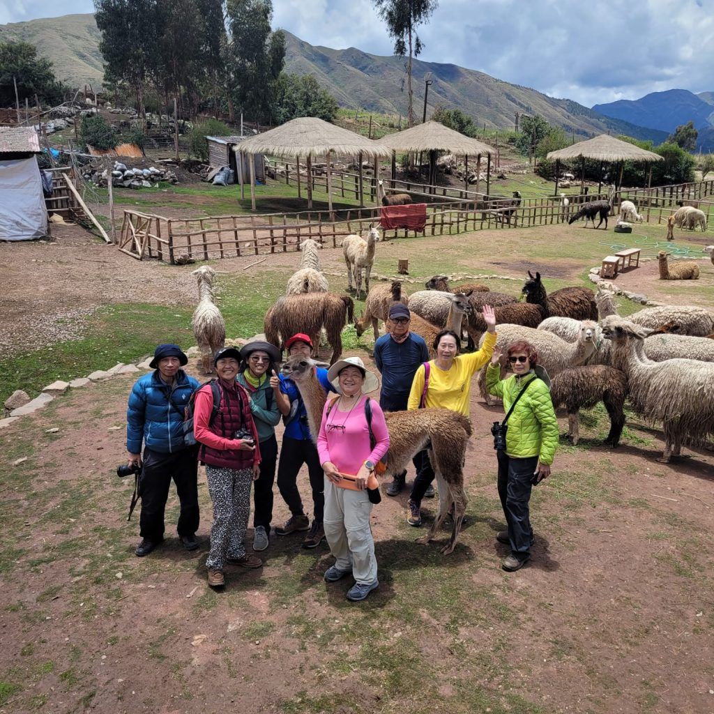 Awanakancha Camelids Alpacas And Llamas