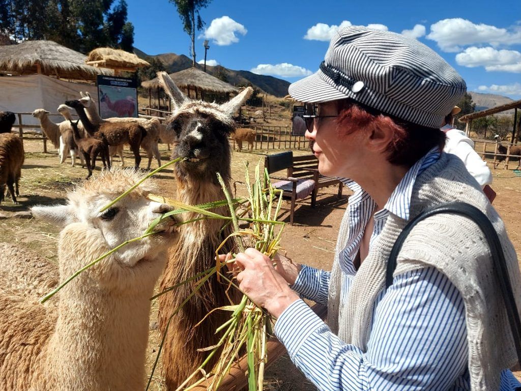Awanakancha Camelids Alpacas And Llamas