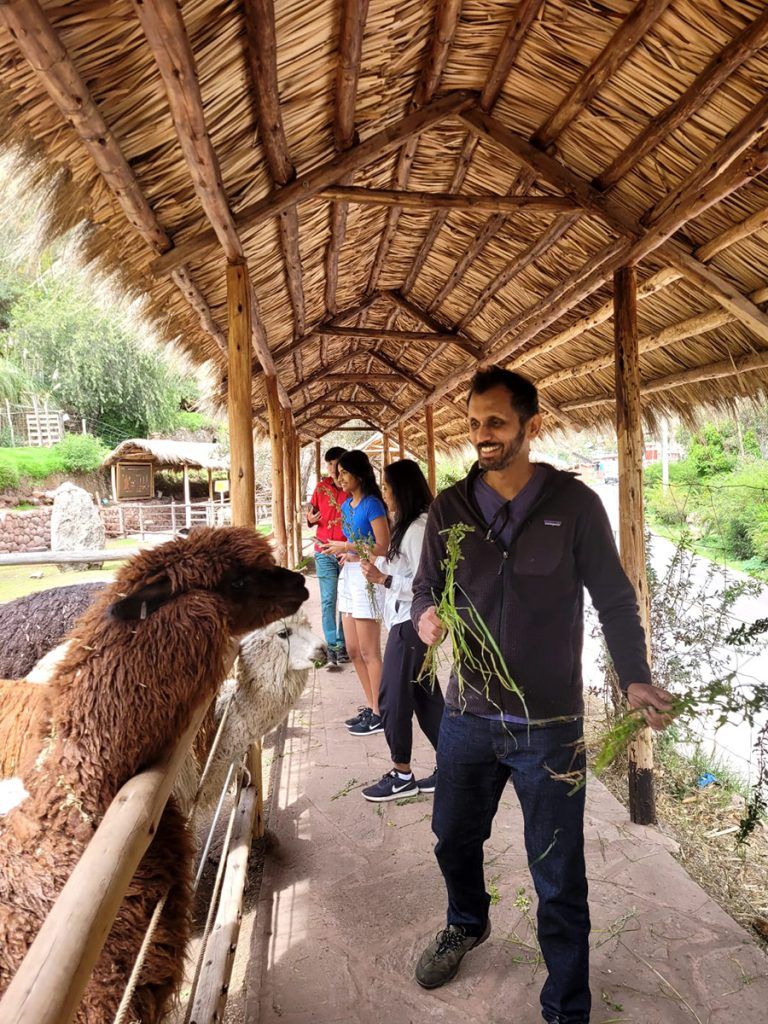 Awanakancha Camelids Alpacas And Llamas