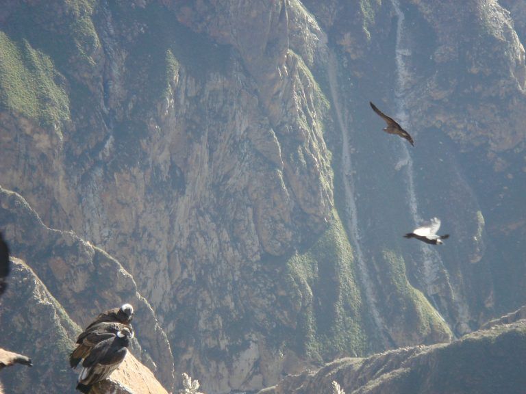 Colca Canyon Tour 2 Days 1 Night