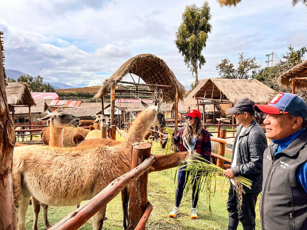 Cusco City Tour Camelids Alpacas And Llamas 0069