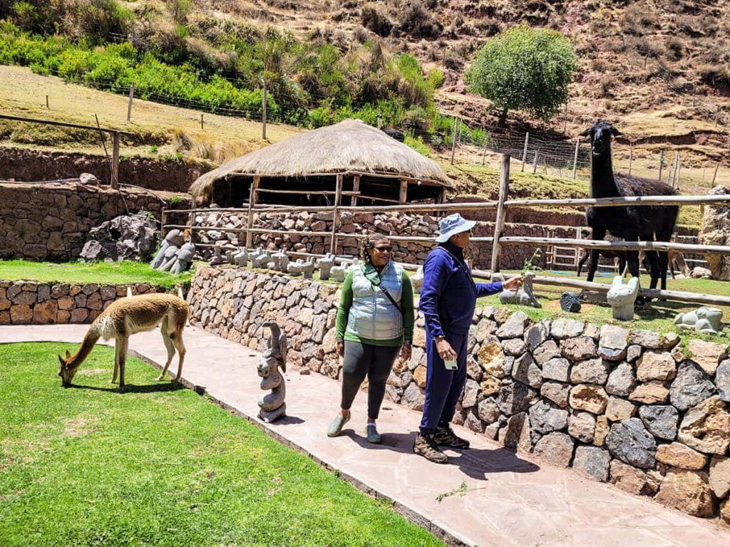 Cusco City Tour Camelids Alpacas And Llamas