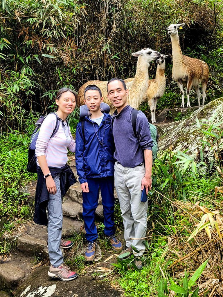 Cusco City Tour Camelids Alpacas And Llamas