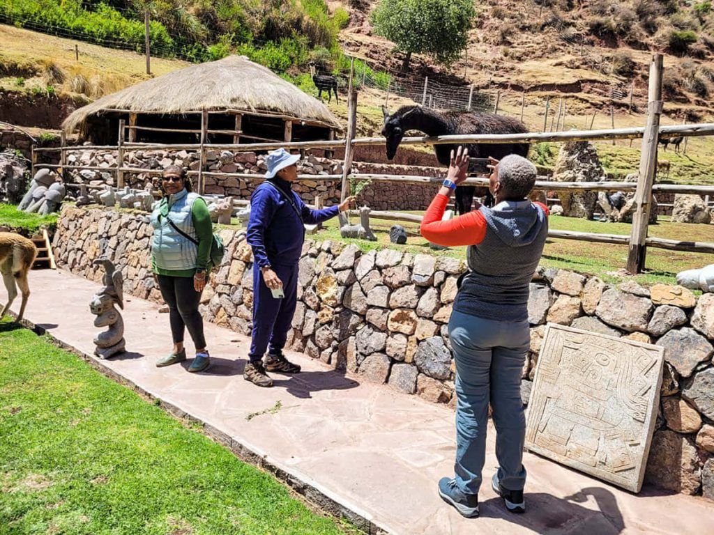 Cusco City Tour Camelids Alpacas And Llamas