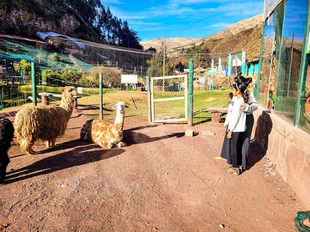 Cusco City Tour Camelids Alpacas And Llamas