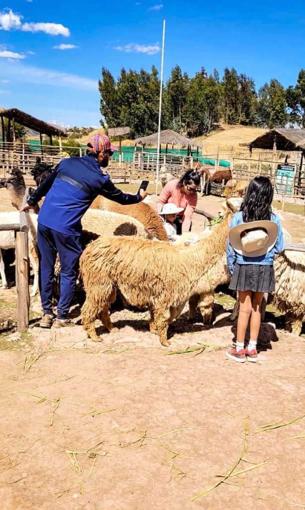 Cusco City Tour Camelids Alpacas And Llamas