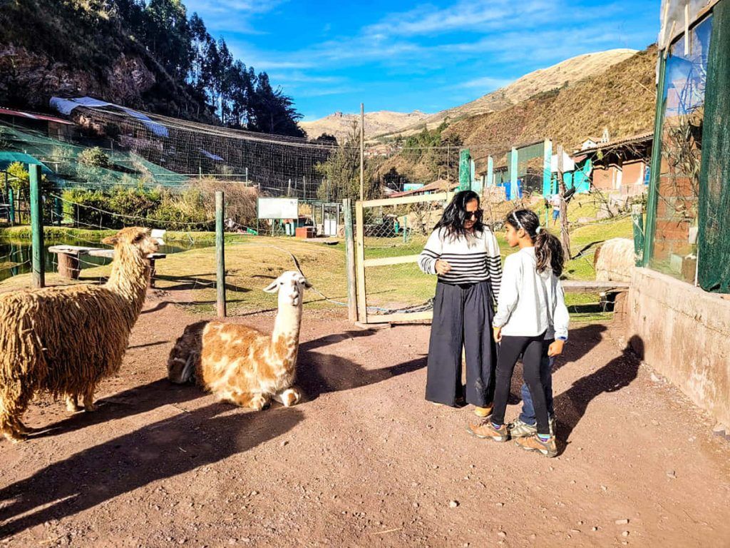 Cusco City Tour Camelids Alpacas And Llamas