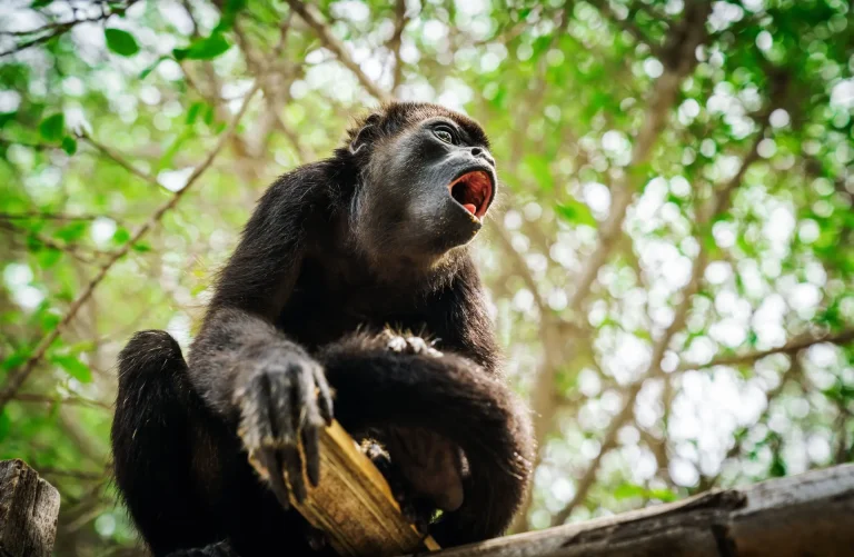 Jungle Camping Adventure 4 Day 3 Night