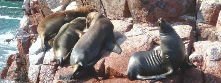 Lima Ballestas Island Paracas Reserve Nazca Lines Cusco