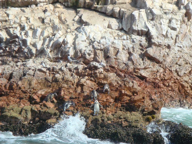 Lima Ballestas Island Paracas Reserve Nazca Lines Cusco