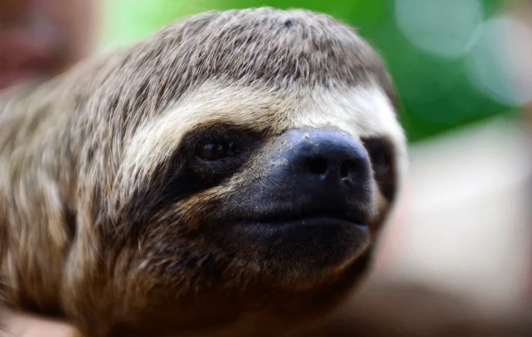 Lodge Camp Adventure 4 Days 3 Night