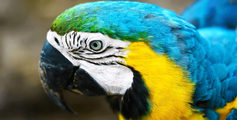 Maniti Eco Lodge Survivor 7 Day 6 Night