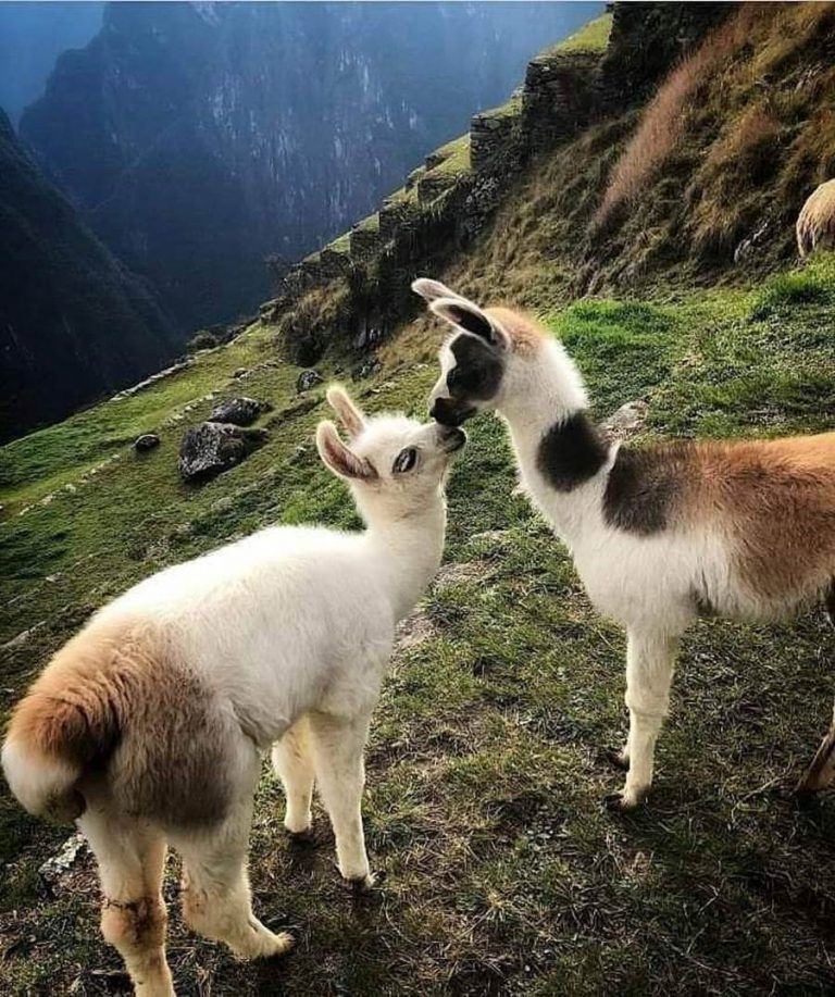 Short Inca Trail To Machu Picchu Huaynapicchu