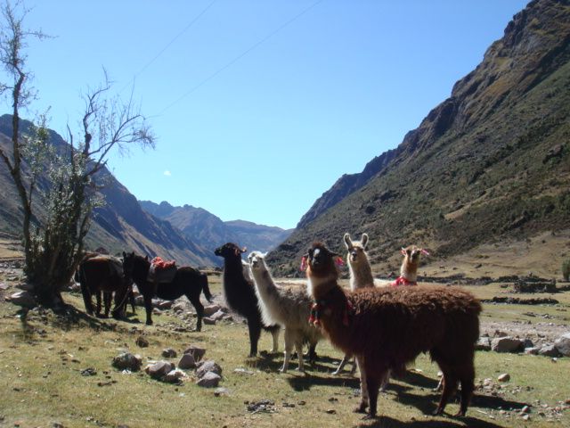 Trek To Lares Cusco