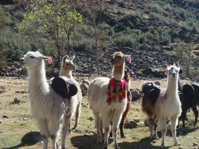 Trek To Lares Cusco 023